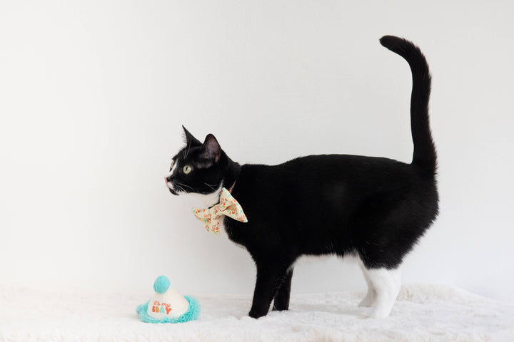 Happy Purrday Cat Hat and Bowtie Set - Premium Pet Accessories from Pearhead - Just $9.95! Shop now at Pat's Monograms
