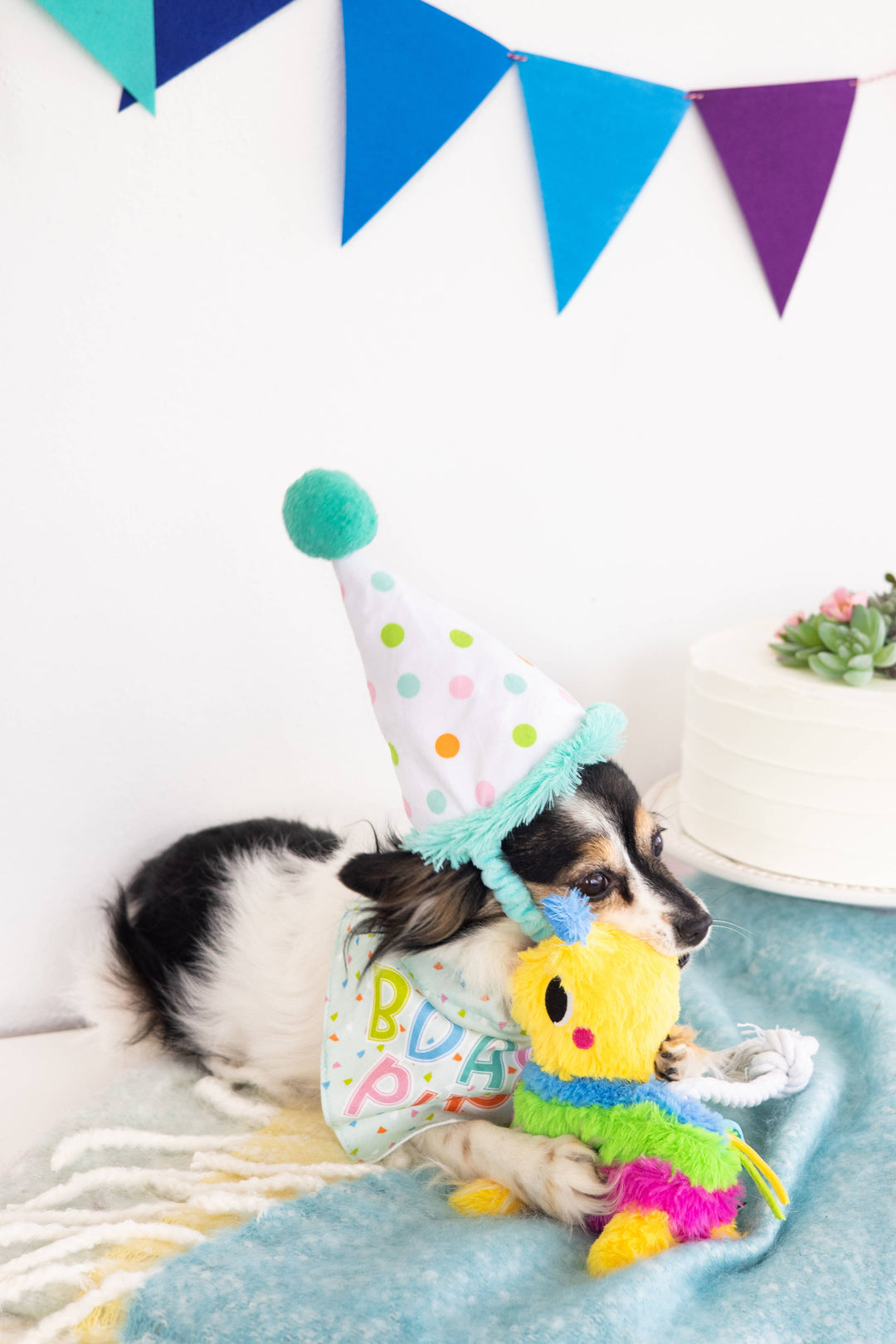 Birthday Pup S/M Bandana Hat Set - Premium Pet Accessories from Pearhead - Just $12.95! Shop now at Pat's Monograms