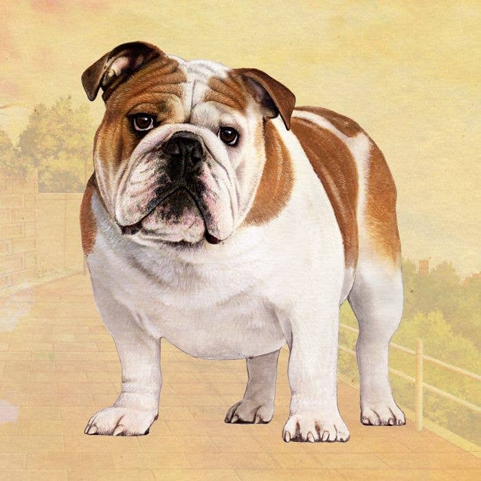 Bulldog Square Coaster - Premium coasters from E&S Pets - Just $4.95! Shop now at Pat's Monograms