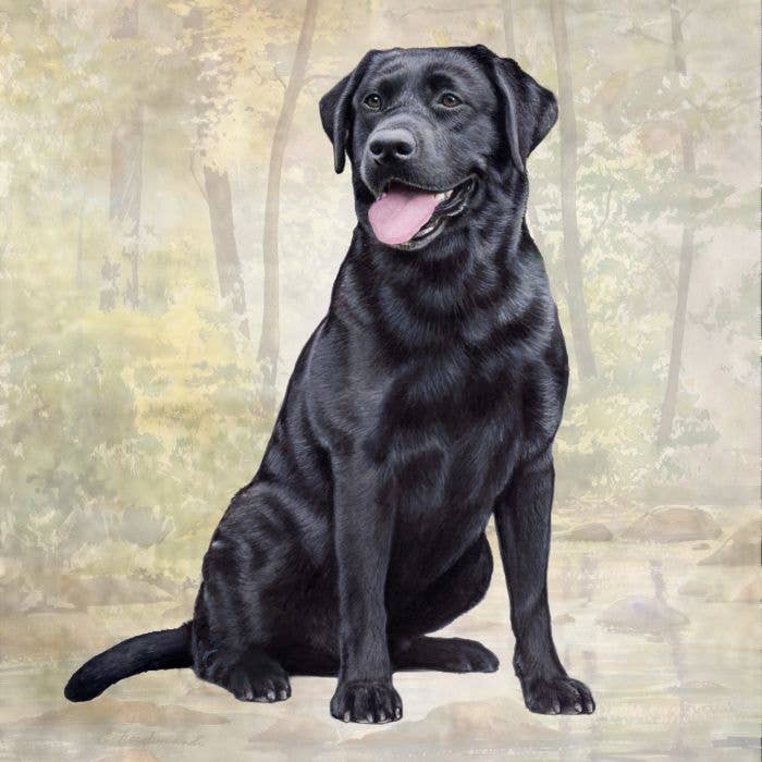 Black Labrador Square Coaster - Premium coaster from E&S Pets - Just $4.95! Shop now at Pat's Monograms